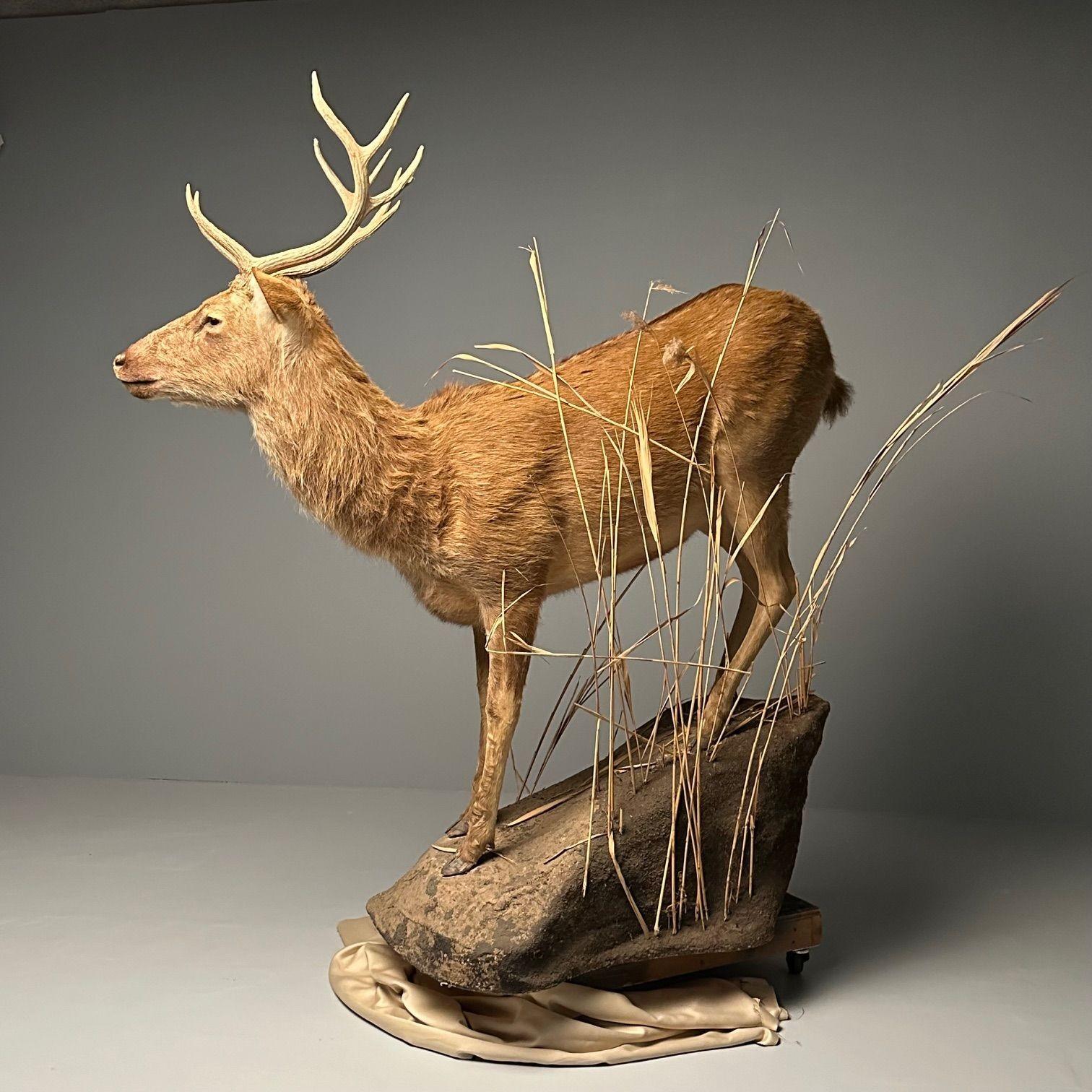 Life-Size Taxidermy Full Body Deer on Faux ConcreteBase, Barasingha For Sale 1