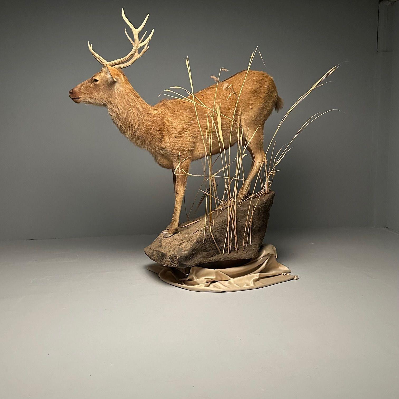Life-Size Taxidermy Full Body Deer on Faux ConcreteBase, Barasingha For Sale 2