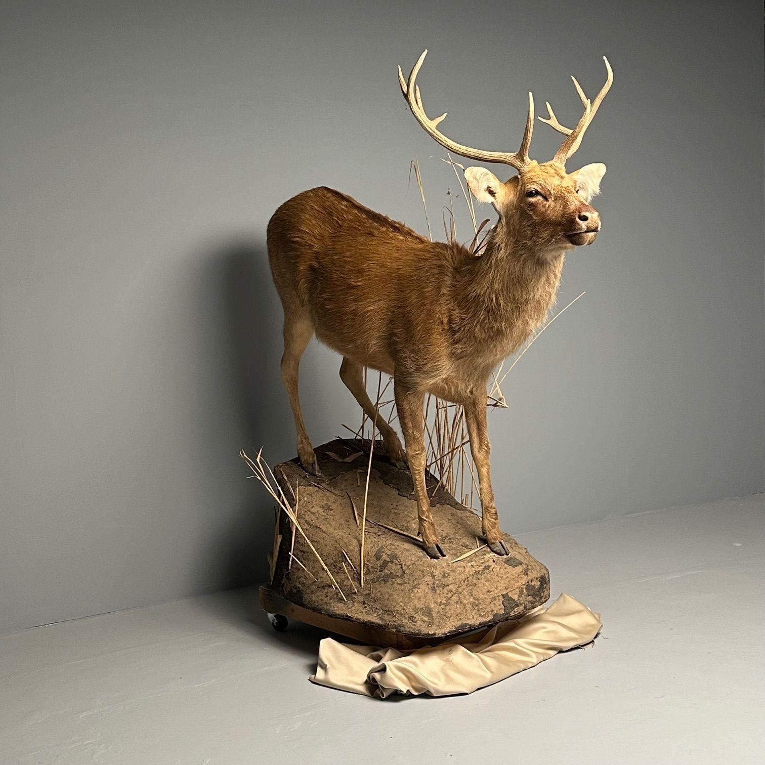 Life-Size Taxidermy Full Body Deer on Faux Concrete Base, Barasingha

Large and Impressive Full Body Barasingha (Indian Swamp Deer) Taxidermy Figure, set on faux base, dimensions are a height of 85 inches, length 80 inches, width 32 inches.

ZXA