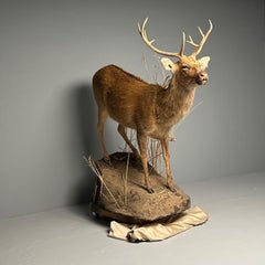 Life-Size Taxidermy Full Body Deer on Faux ConcreteBase, Barasingha