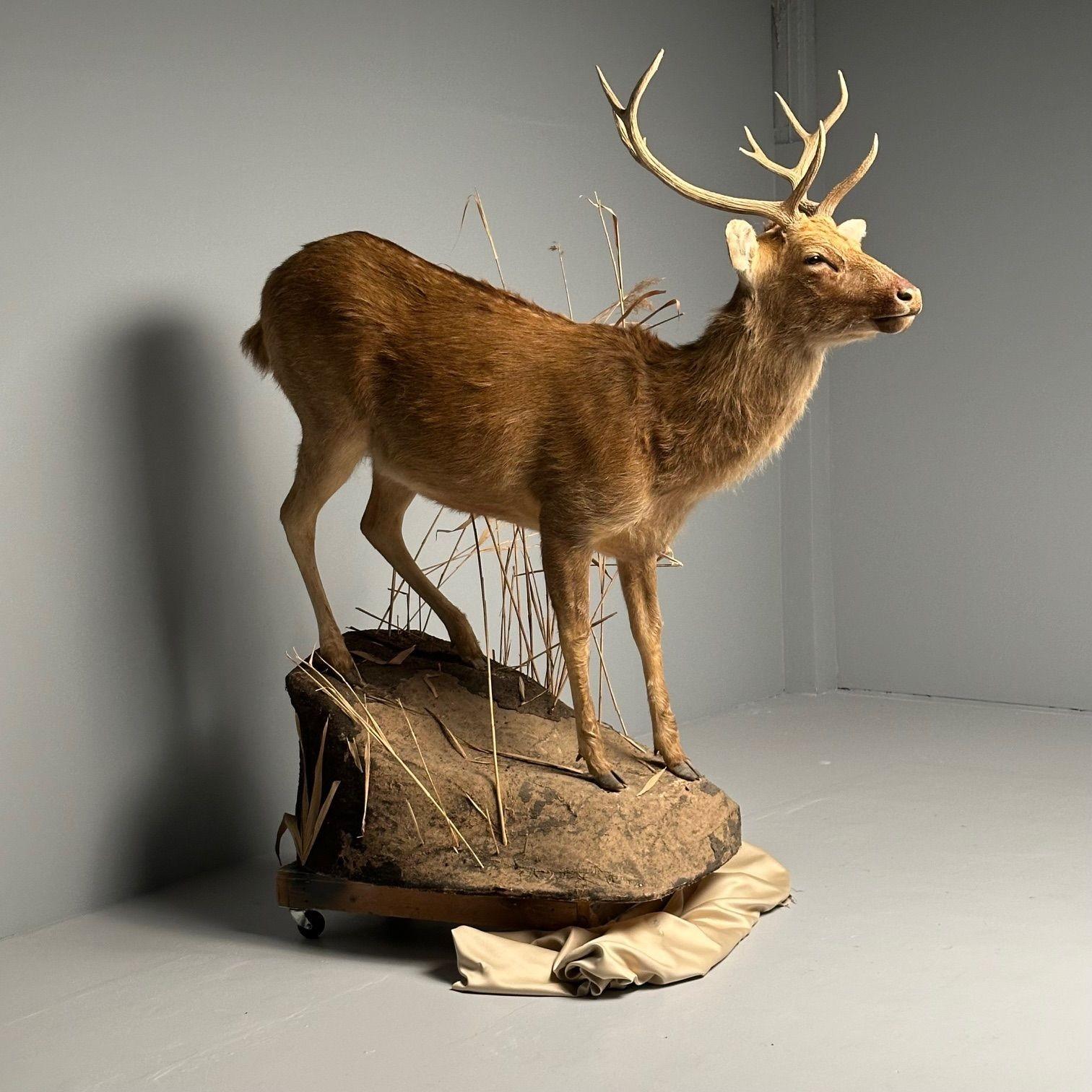 Taxidermie in Lebensgröße, Full Body Deer auf Kunstbetonsockel, Barasingha (amerikanisch) im Angebot