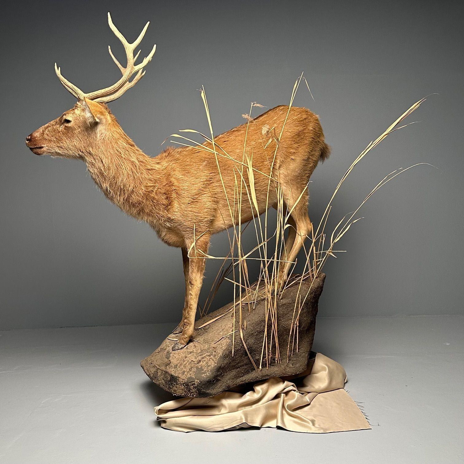 Taxidermie in Lebensgröße, Full Body Deer auf Kunstbetonsockel, Barasingha im Zustand „Gut“ im Angebot in Stamford, CT