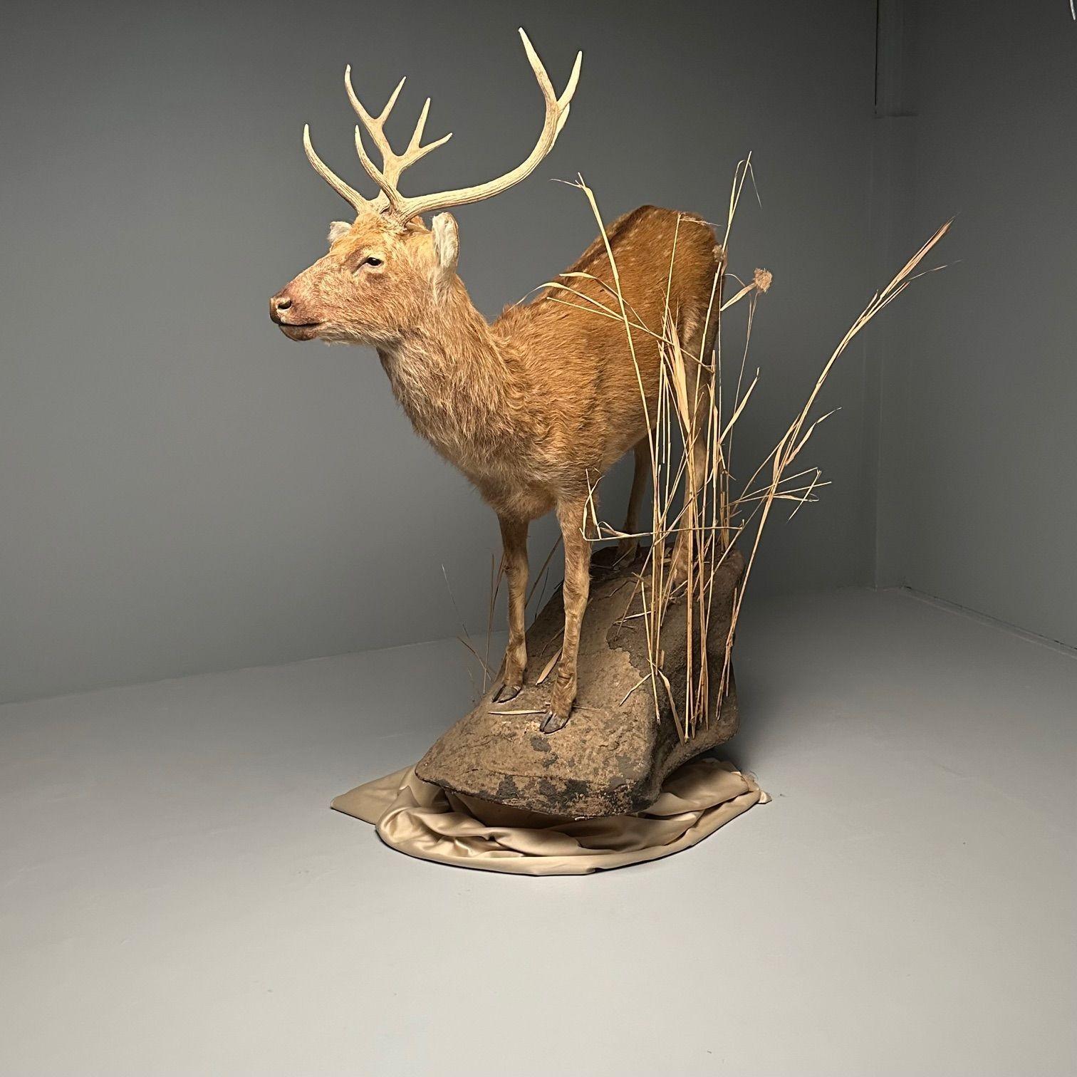Taxidermie in Lebensgröße, Full Body Deer auf Kunstbetonsockel, Barasingha (21. Jahrhundert und zeitgenössisch) im Angebot