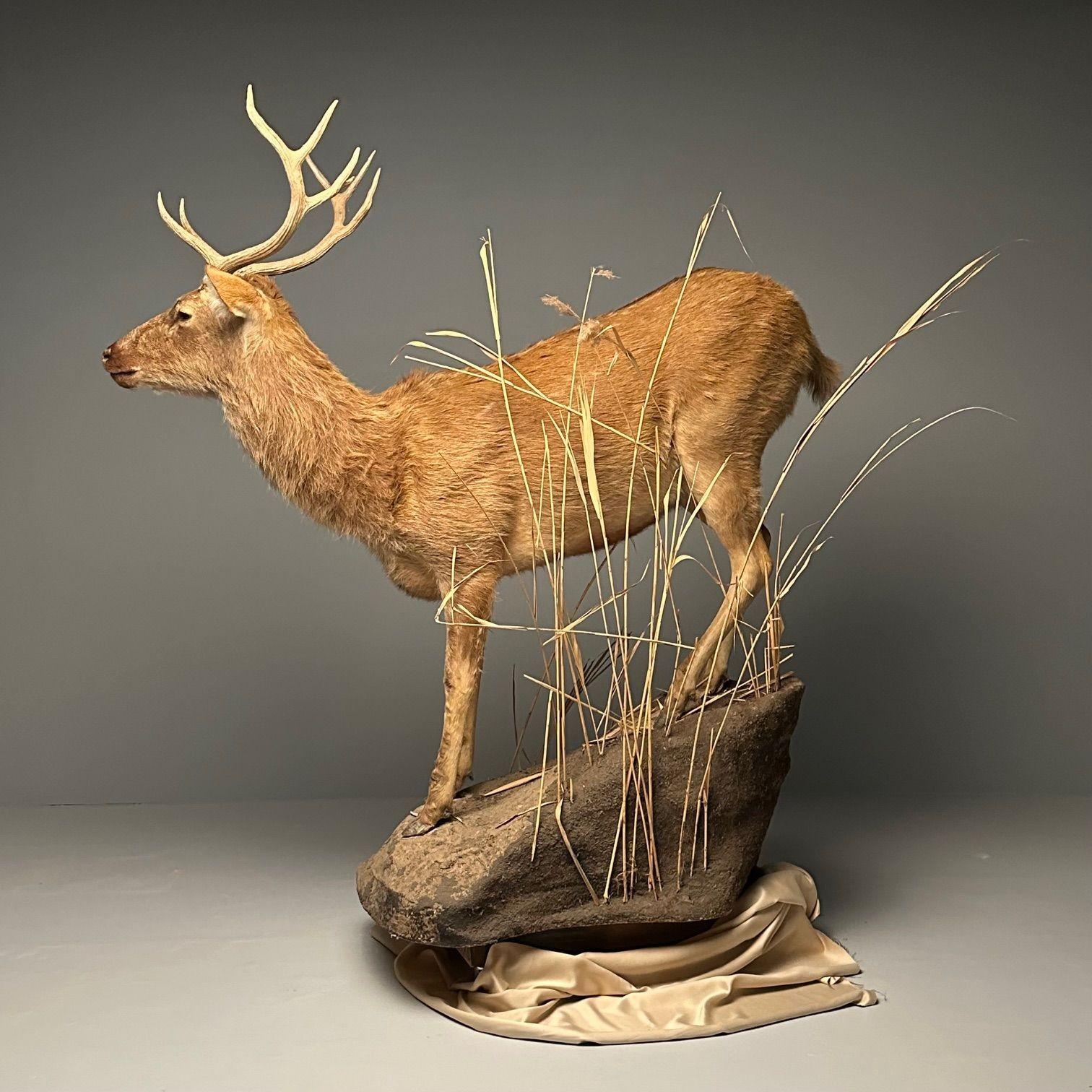 Life-Size Taxidermy Full Body Deer on Faux ConcreteBase, Barasingha In Good Condition For Sale In Stamford, CT