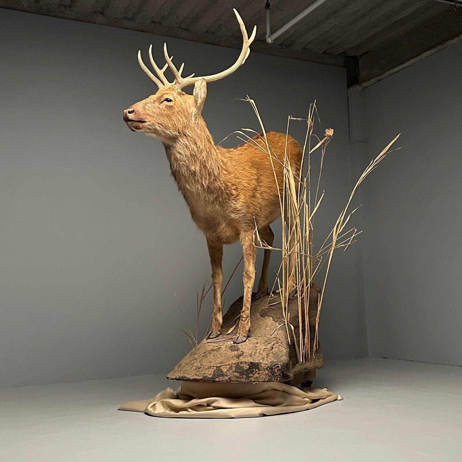 Contemporary Life-Size Taxidermy Full Body Deer on Faux ConcreteBase, Barasingha For Sale