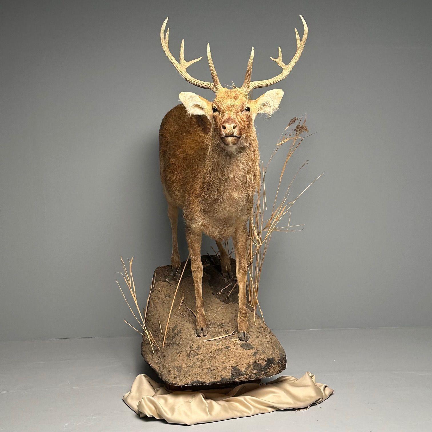 Contemporary Life-Size Taxidermy Full Body Deer on Faux ConcreteBase, Barasingha For Sale