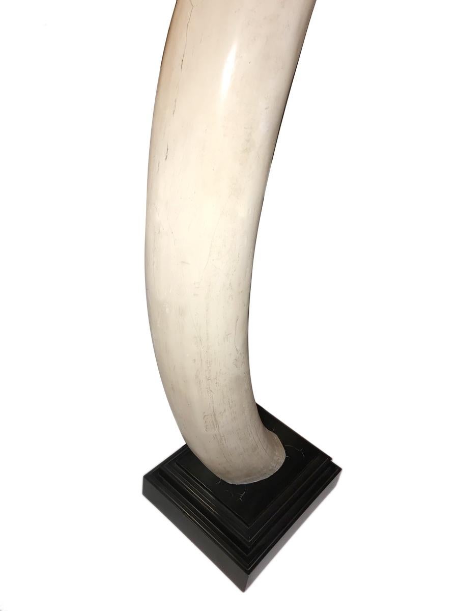 elephant tusks for sale