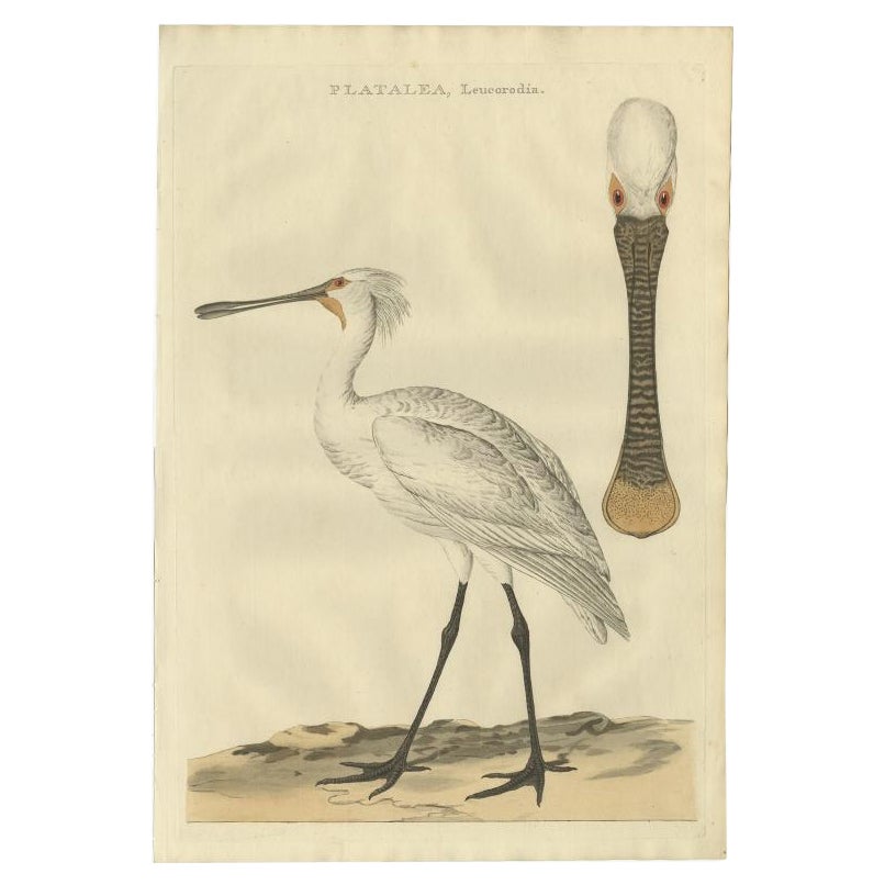 Antiker antiker Vogeldruck des Löffelbills von Sepp & Nozeman, 1789 im Angebot