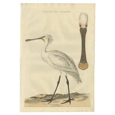 Life-Sized Spoonbill Print – Dutch Ornithology by Sepp and Nozeman, 1789