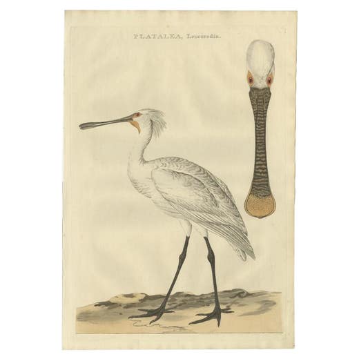 Life-Sized Spoonbill Print – Dutch Ornithology by Sepp and Nozeman, 1789