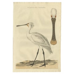 Antiker antiker Vogeldruck des Löffelbills von Sepp & Nozeman, 1789