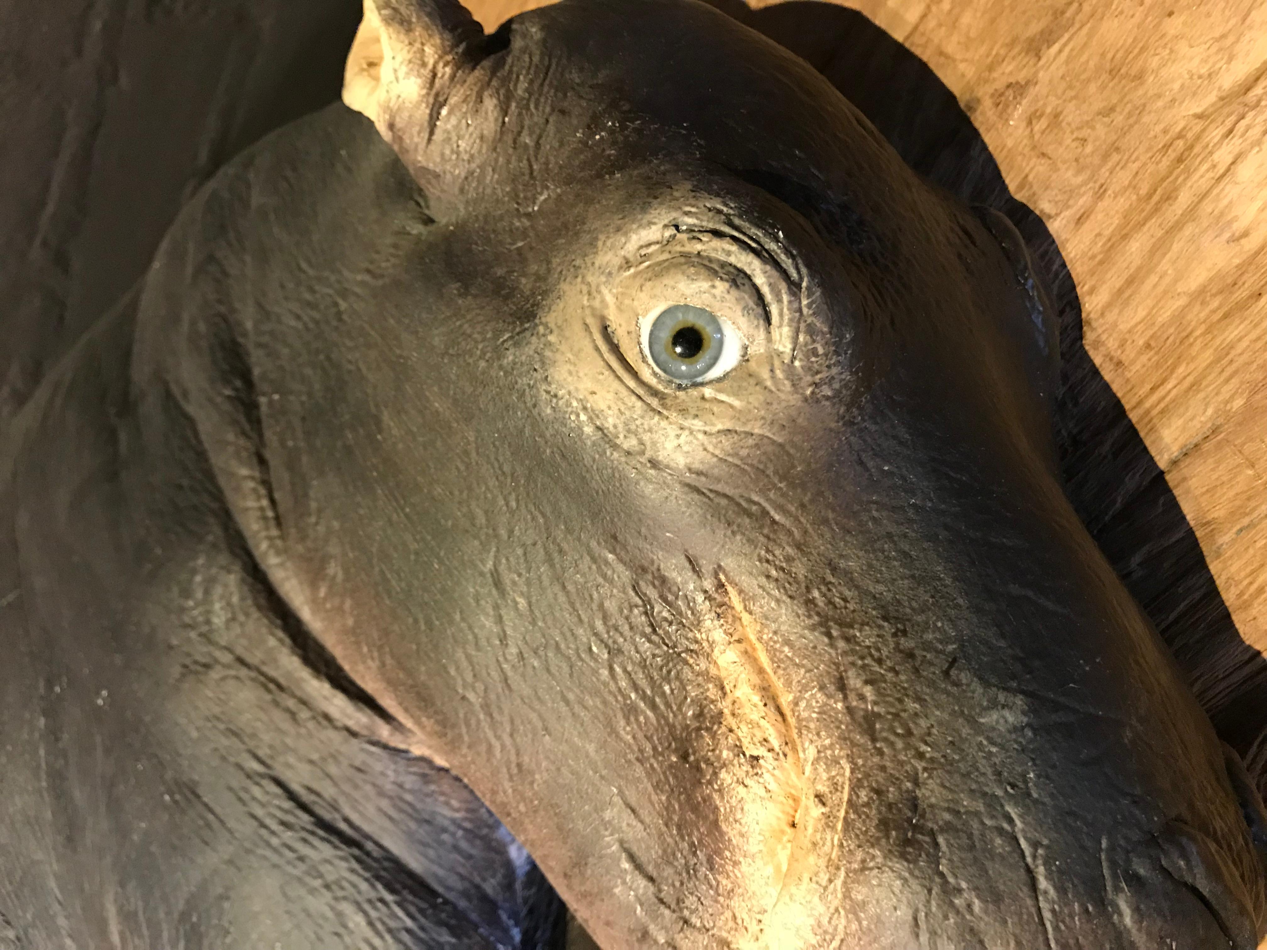 taxidermy hippo