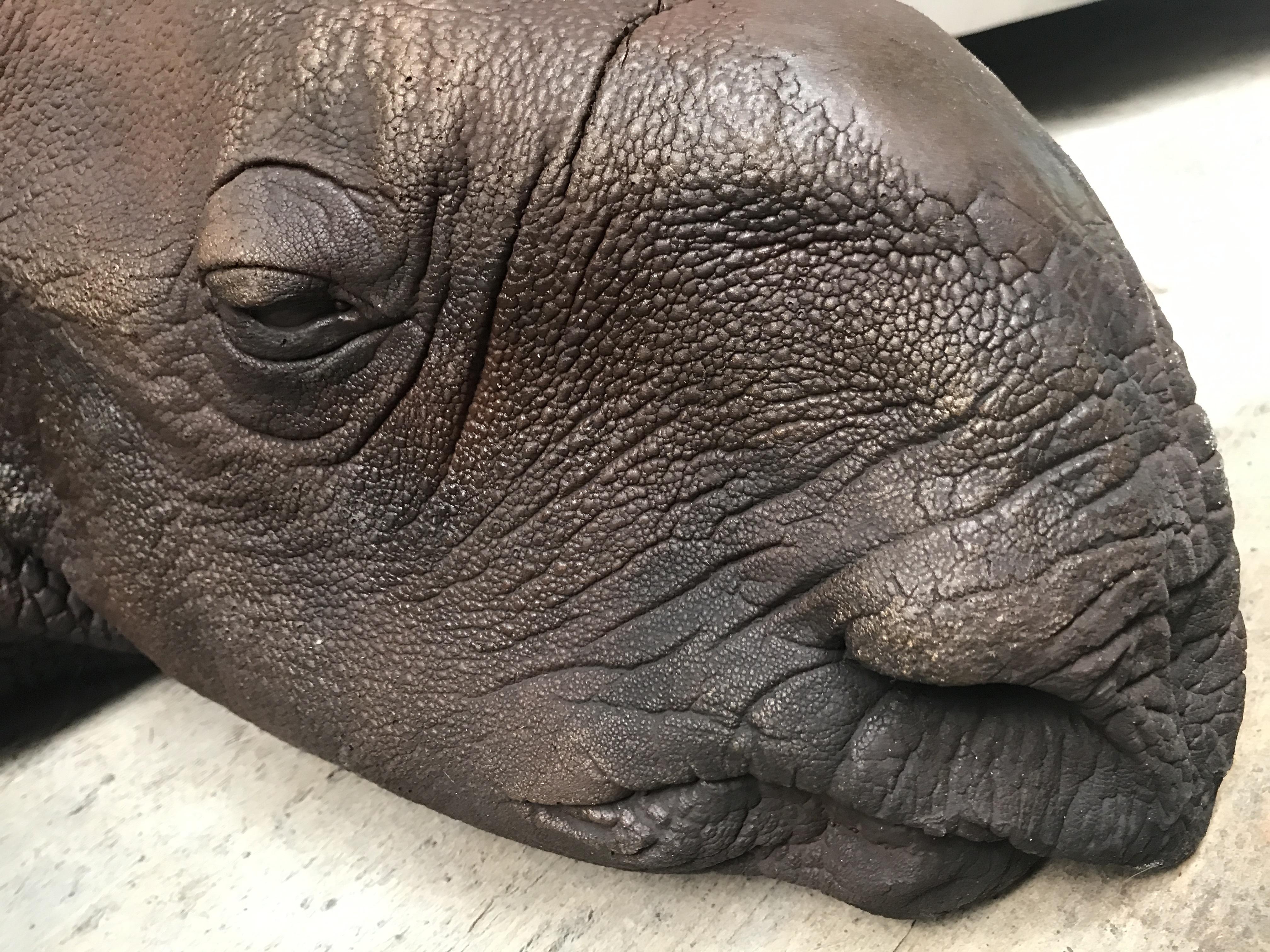 Contemporary Lifelike Replica of a Rhino Calf