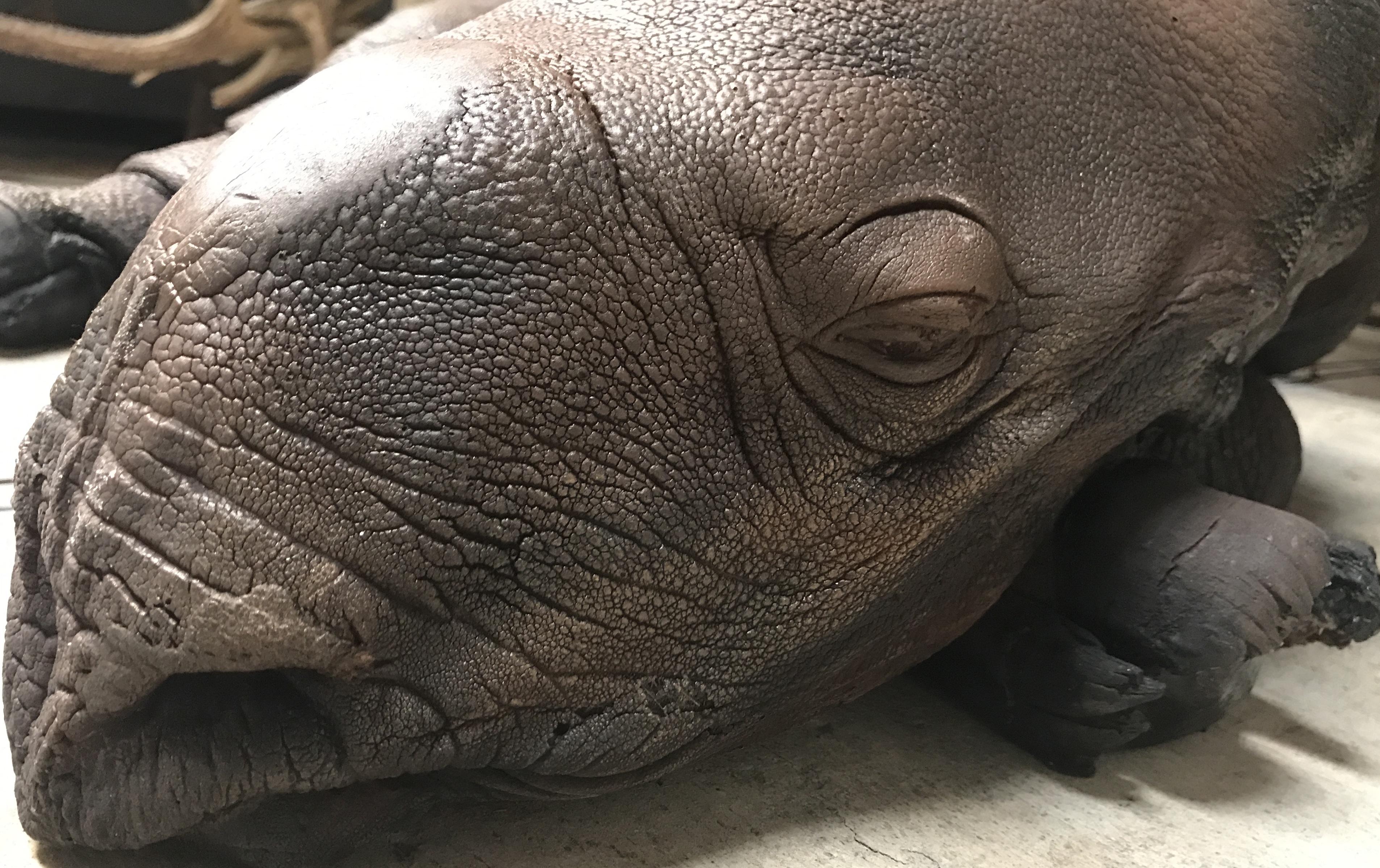 Polyester Lifelike Replica of a Rhino Calf For Sale