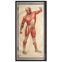 Lifesize Anatomic Scroll, circa 1920