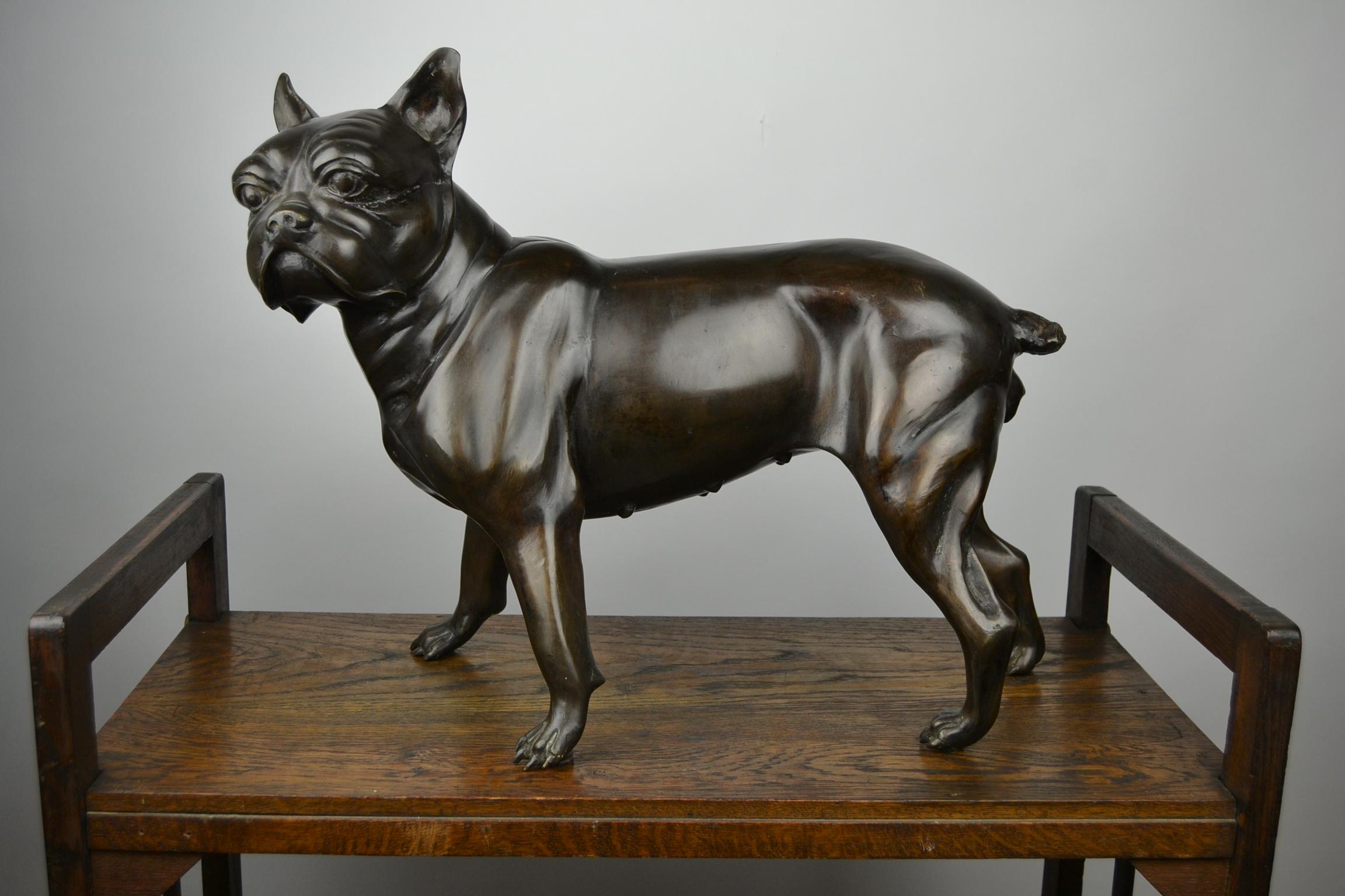 Französische Bulldogge in Lebensgröße aus Bronze, Statue eines Bostoner Terriers 12