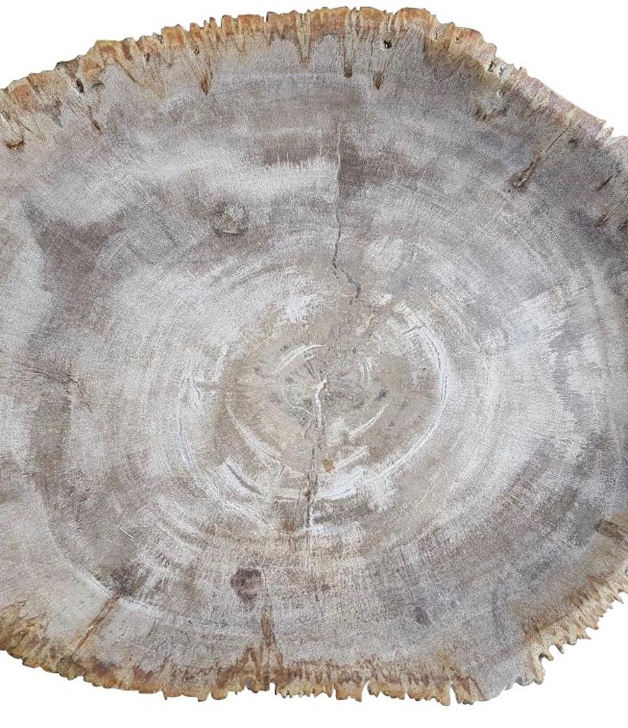 Indonesian petrified wood plate in light grey & taupe color.
The plate is smooth with rough edges.
