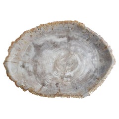 Light Grey and Beige Petrified Wood Plate, Indonesia, Prehistoric