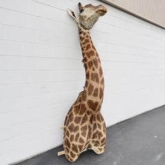 LIKE NEW!! African Giraffe Taxidermy Shoulder Mount In Excellent Condition