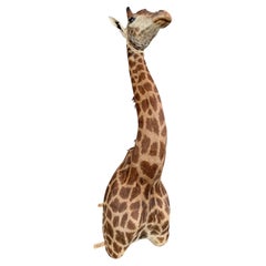 LIKE NEW!! African Giraffe Taxidermy Shoulder Mount In Excellent Condition