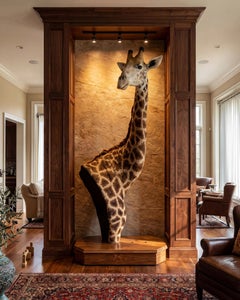 LIKE NEW!! Giraffe Taxidermy Shoulder Mount on Wooden Base, Excellent Condition