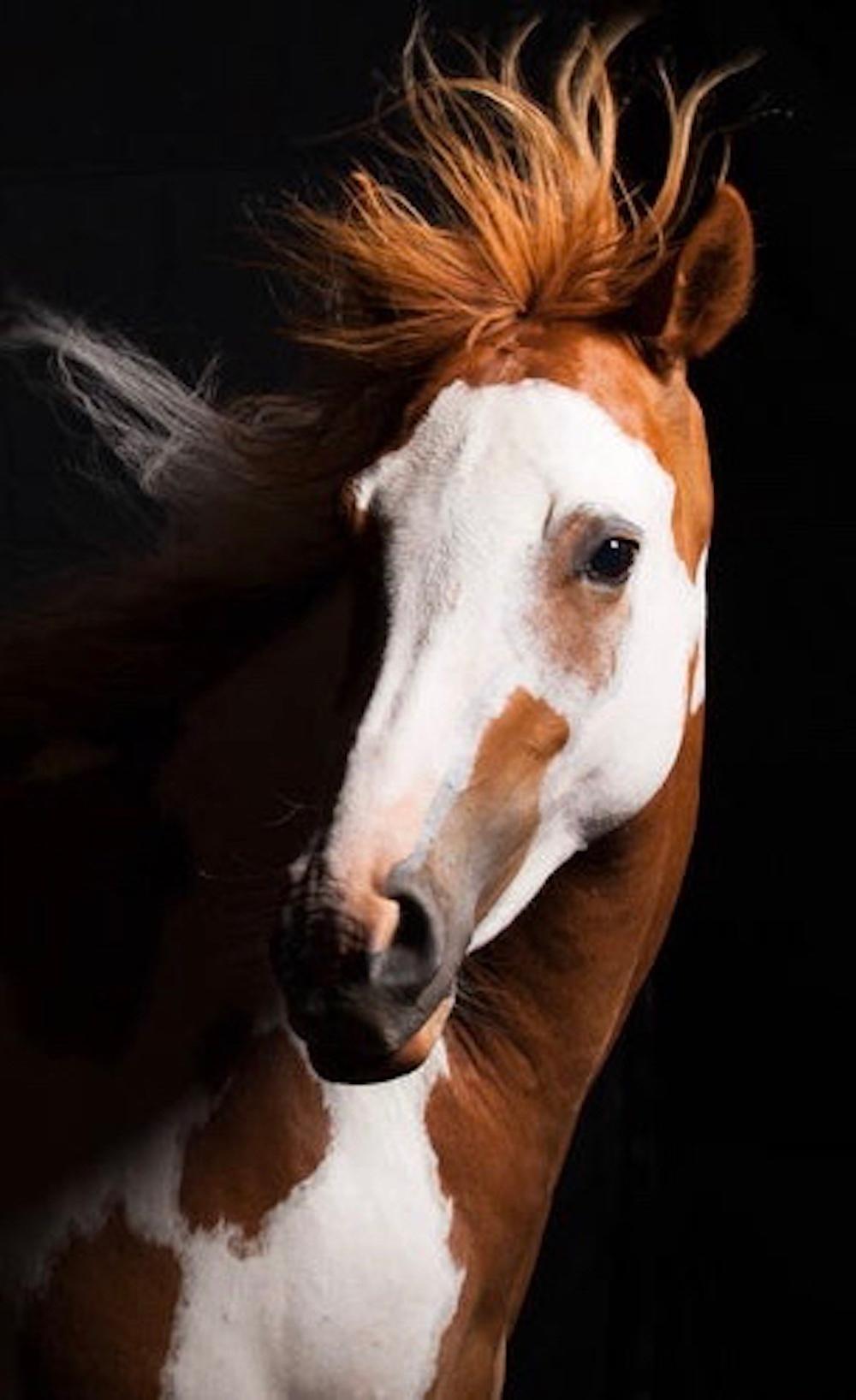 The magnificent, horse portrait by photographer Lisa Houlgrave, features Lili, the two year old daughter of RJ Masterbug in Viggo Mortensen's film, Hidalgo.
