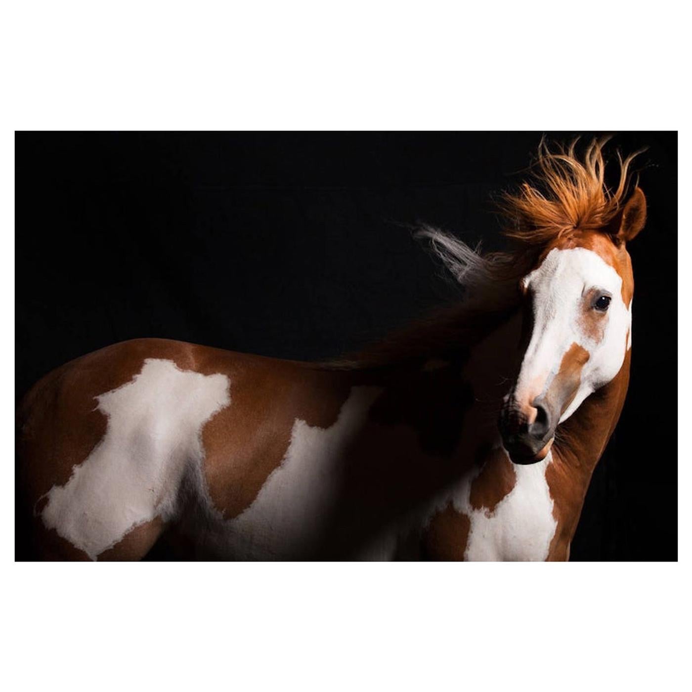 "Lili," Plexiglass Mounted Horse Color Photograph by Lisa Houlgrave