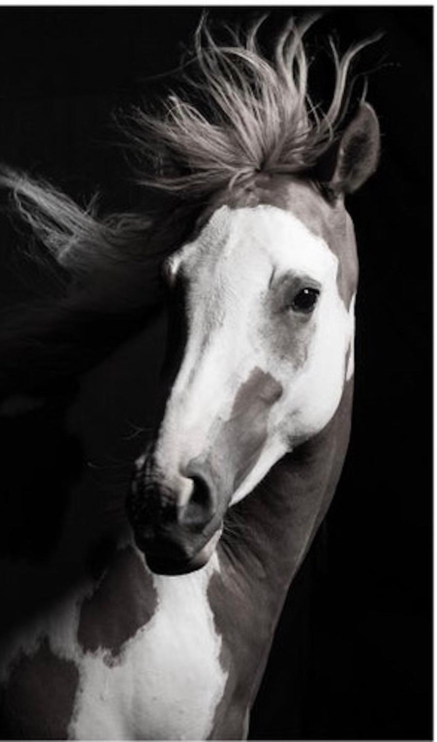 The magnificent, horse portrait by photographer Lisa Houlgrave, features Lili, the two year old daughter of RJ Masterbug in Viggo Mortensen's film, Hidalgo.
