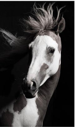 "Lili, " Desaturated Plexiglass Mounted Horse Photograph by Lisa Houlgrave
