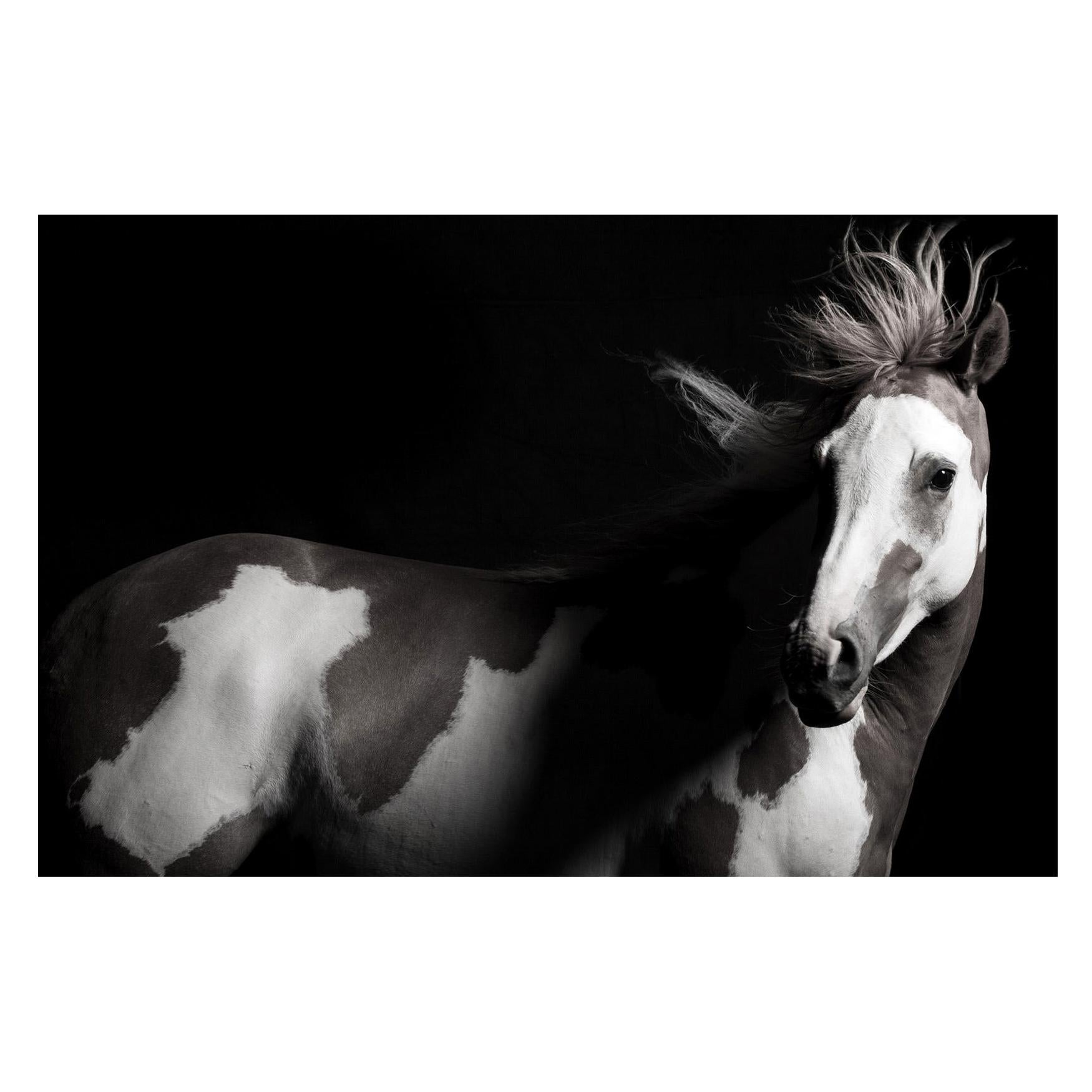 « Lili », photographie de cheval montée sur plexiglas déaturé par Lisa Houlgrave