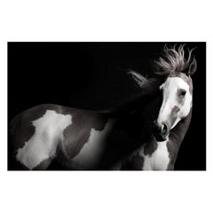 "Lili," Desaturated Plexiglass Mounted Horse Photograph by Lisa Houlgrave