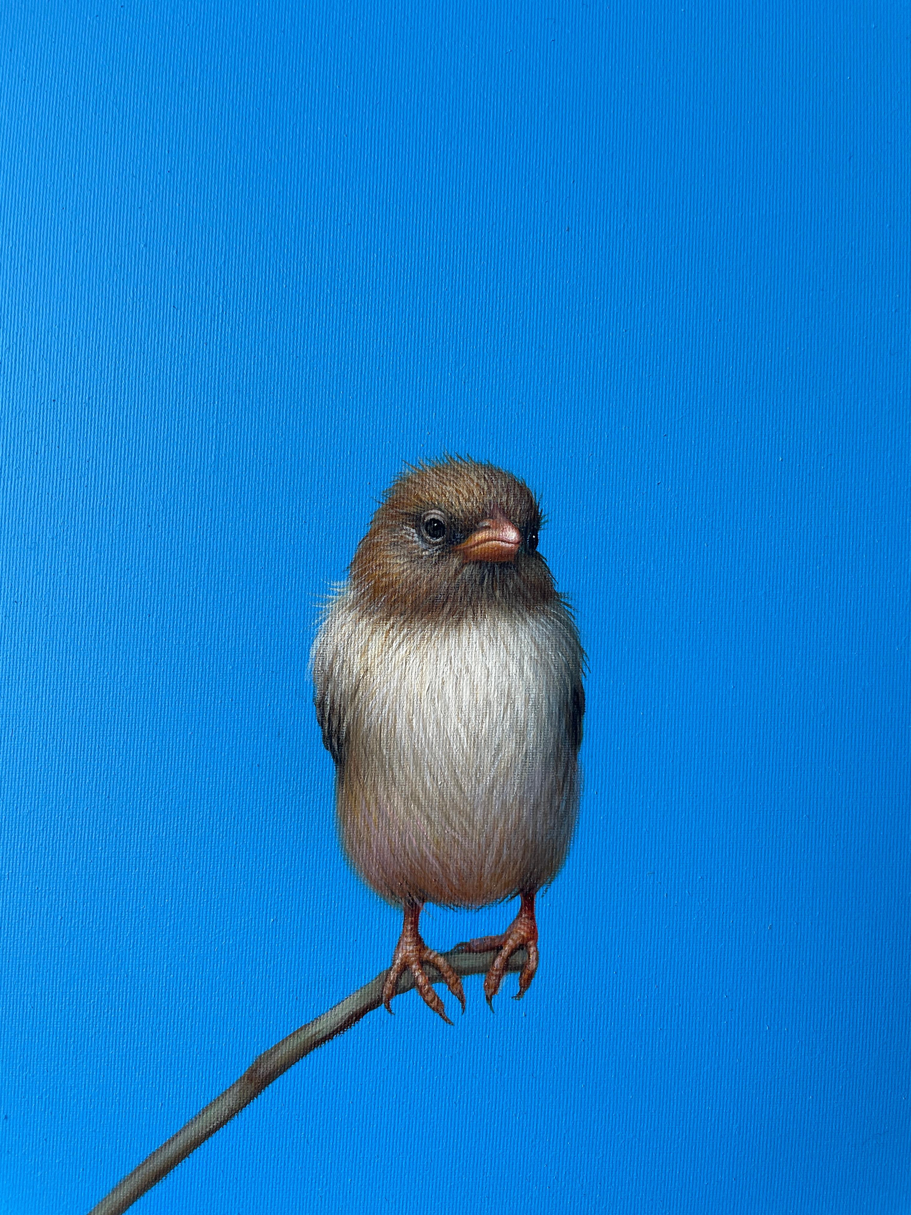 Felix - original contemporary realist bird and skyscape oil painting artwork - Painting by Lilia Mazurkevich