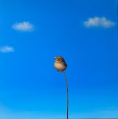 Vikram - original realist bird oil painting - contemporary wildlife artwork