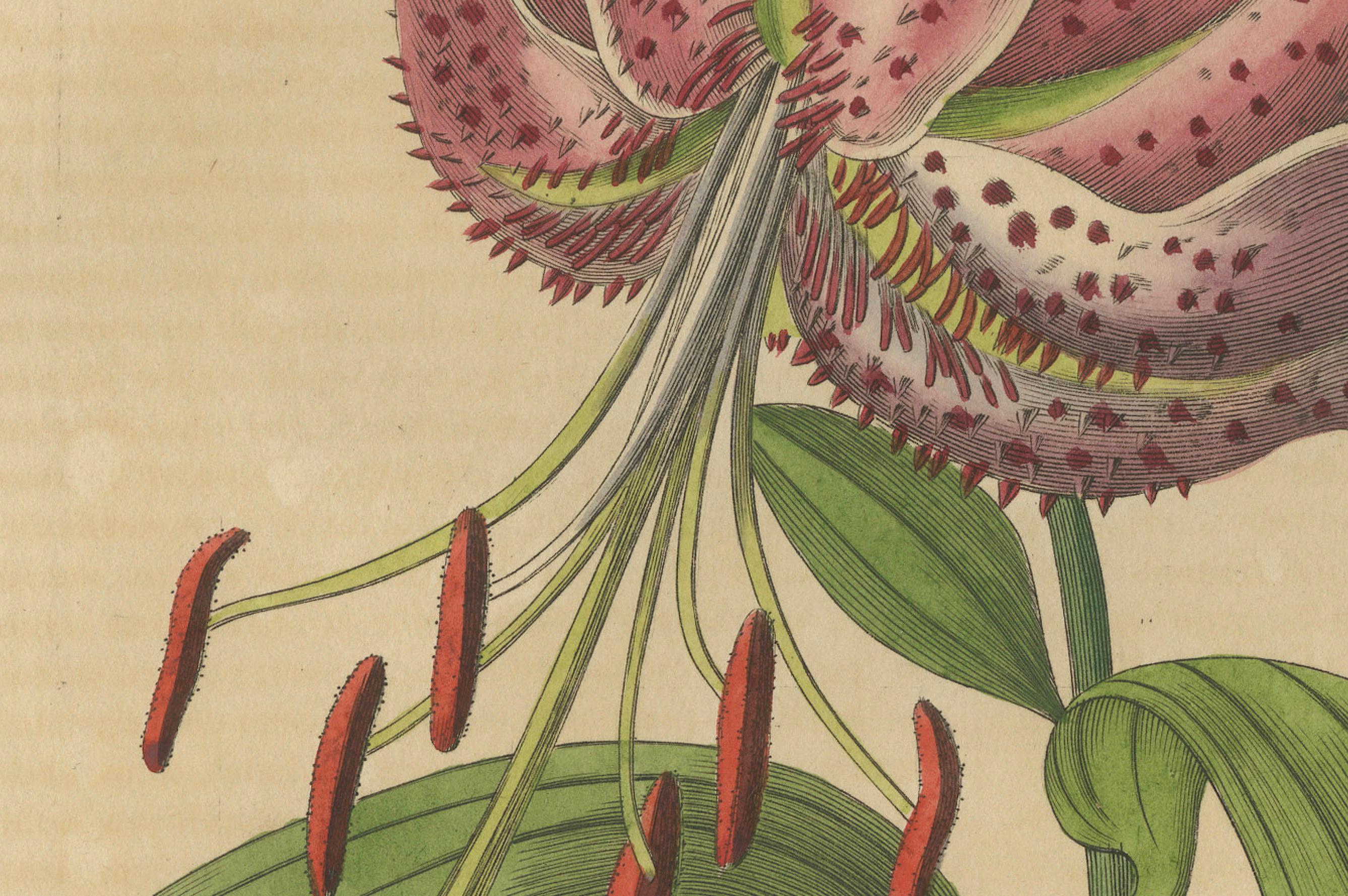 Title:  Lilium speciosum (Elegant Lily) – Hand-Colored Botanical Engraving by Desmares, circa 1825

Description:  This exquisite hand-colored copperplate engraving features Lilium speciosum, known in French as Lis élégant or Elegant Lily. The flower