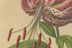 Lilium speciosum (Elegant Lily) – Hand-Colored Botanical Engraving, ca.1825
