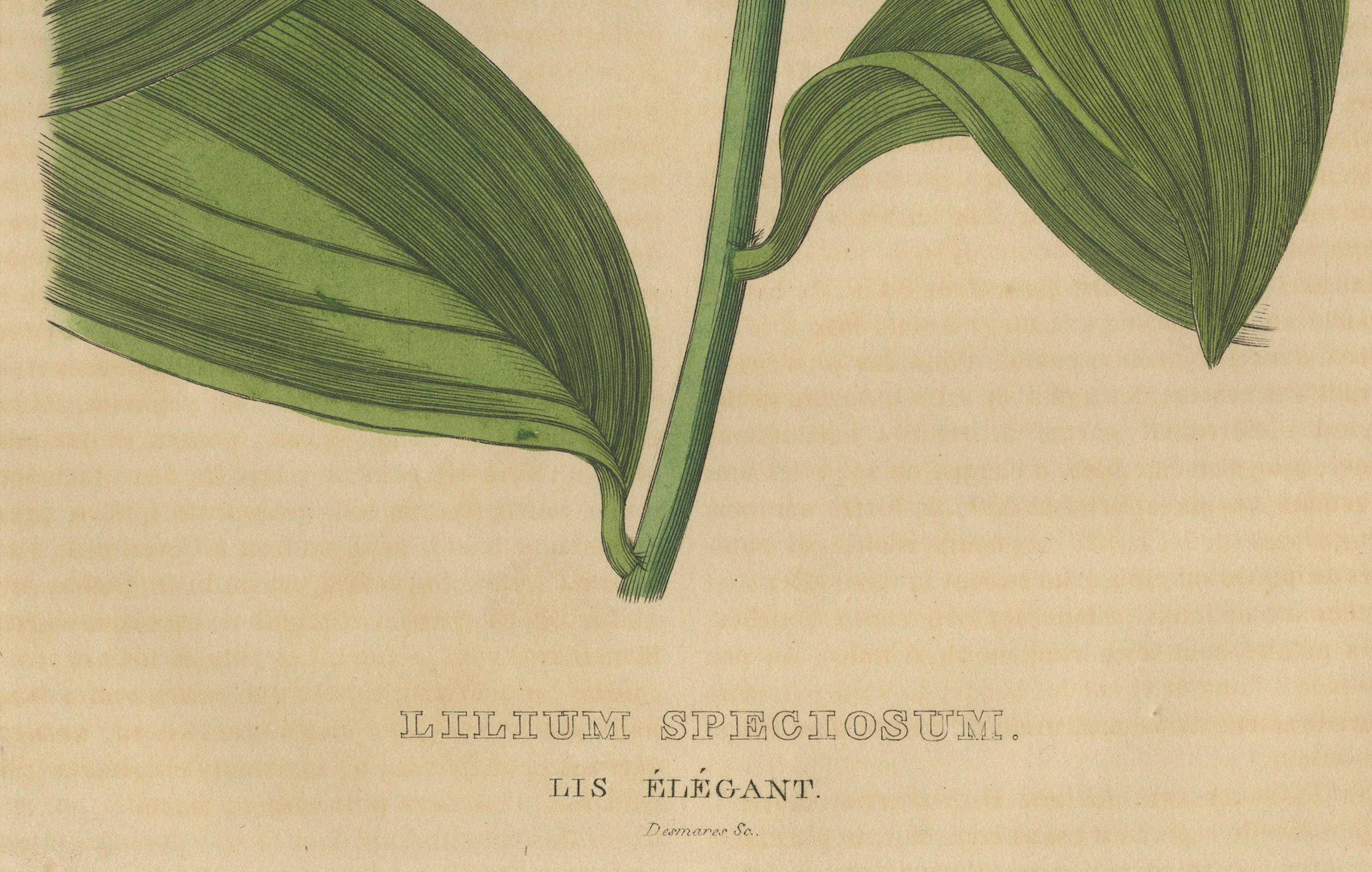 Lilium speciosum (Elegant Lily) – Hand-Colored Botanical Engraving, ca.1825 In Good Condition For Sale In Langweer, NL