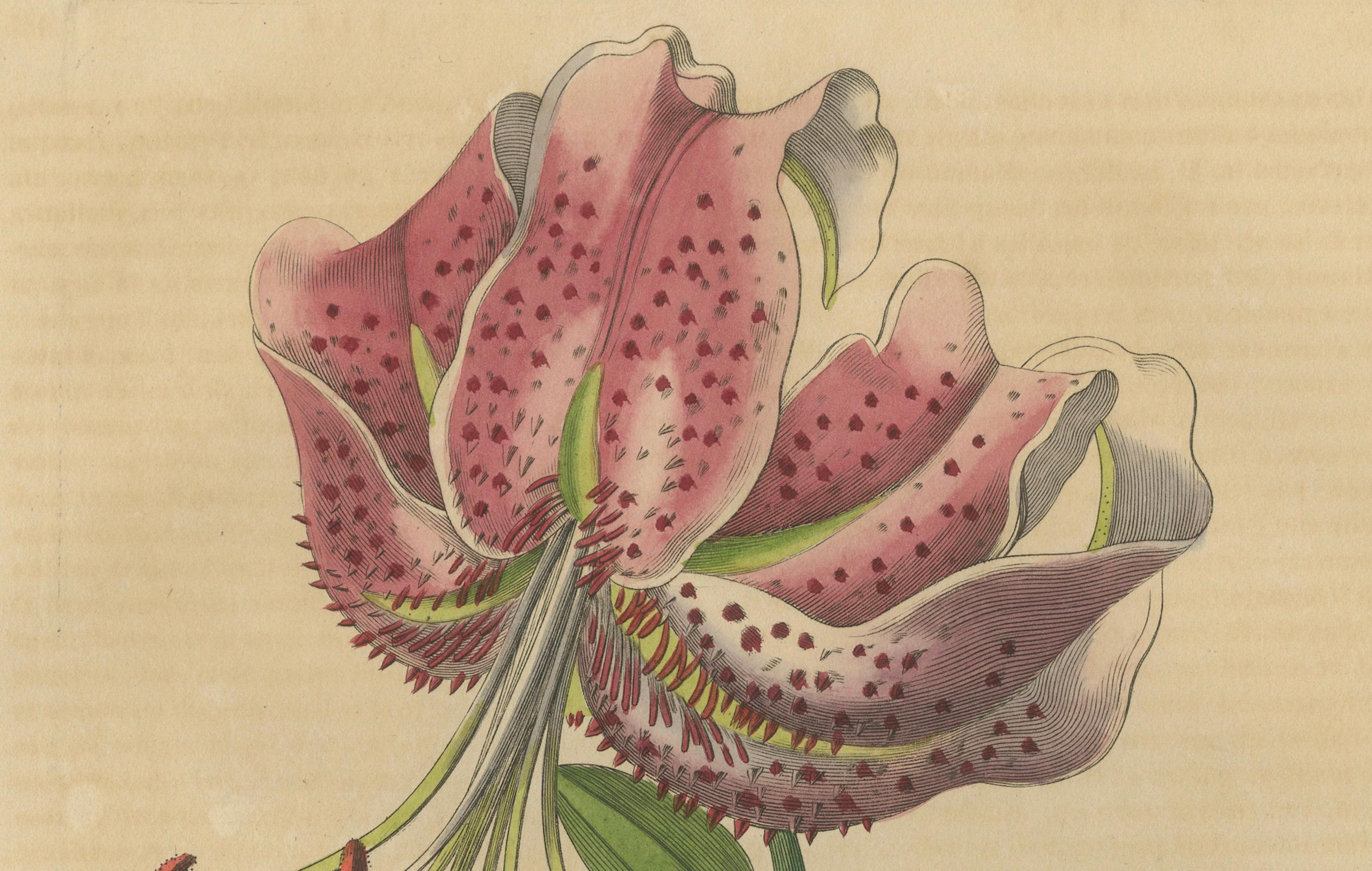 Early 19th Century Lilium speciosum (Elegant Lily) – Hand-Colored Botanical Engraving, ca.1825 For Sale
