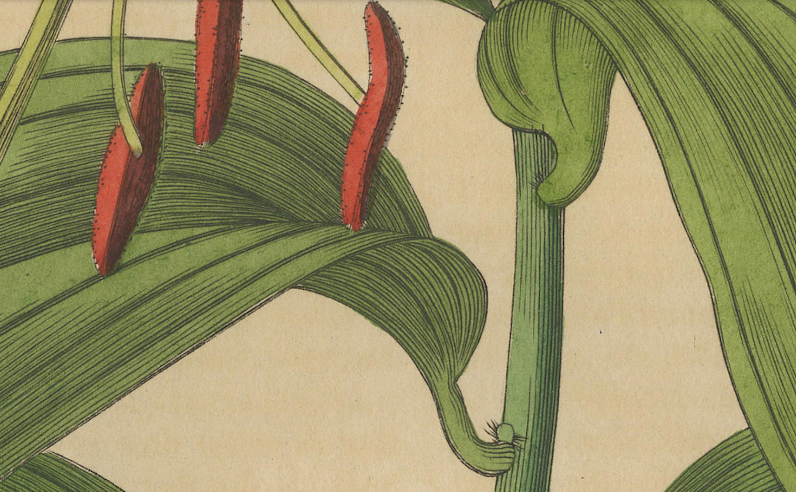 Paper Lilium speciosum (Elegant Lily) – Hand-Colored Botanical Engraving, ca.1825 For Sale