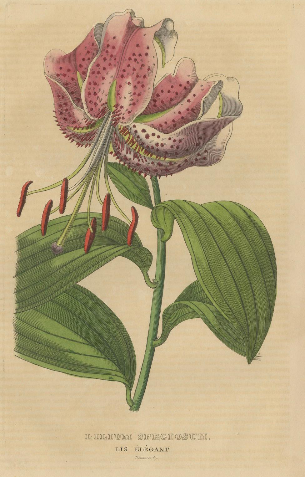 Lilium speciosum (Elegant Lily) – Hand-Colored Botanical Engraving, ca.1825 For Sale 1