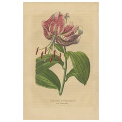 Lilium speciosum (Elegant Lily) – Hand-Colored Botanical Engraving, ca.1825