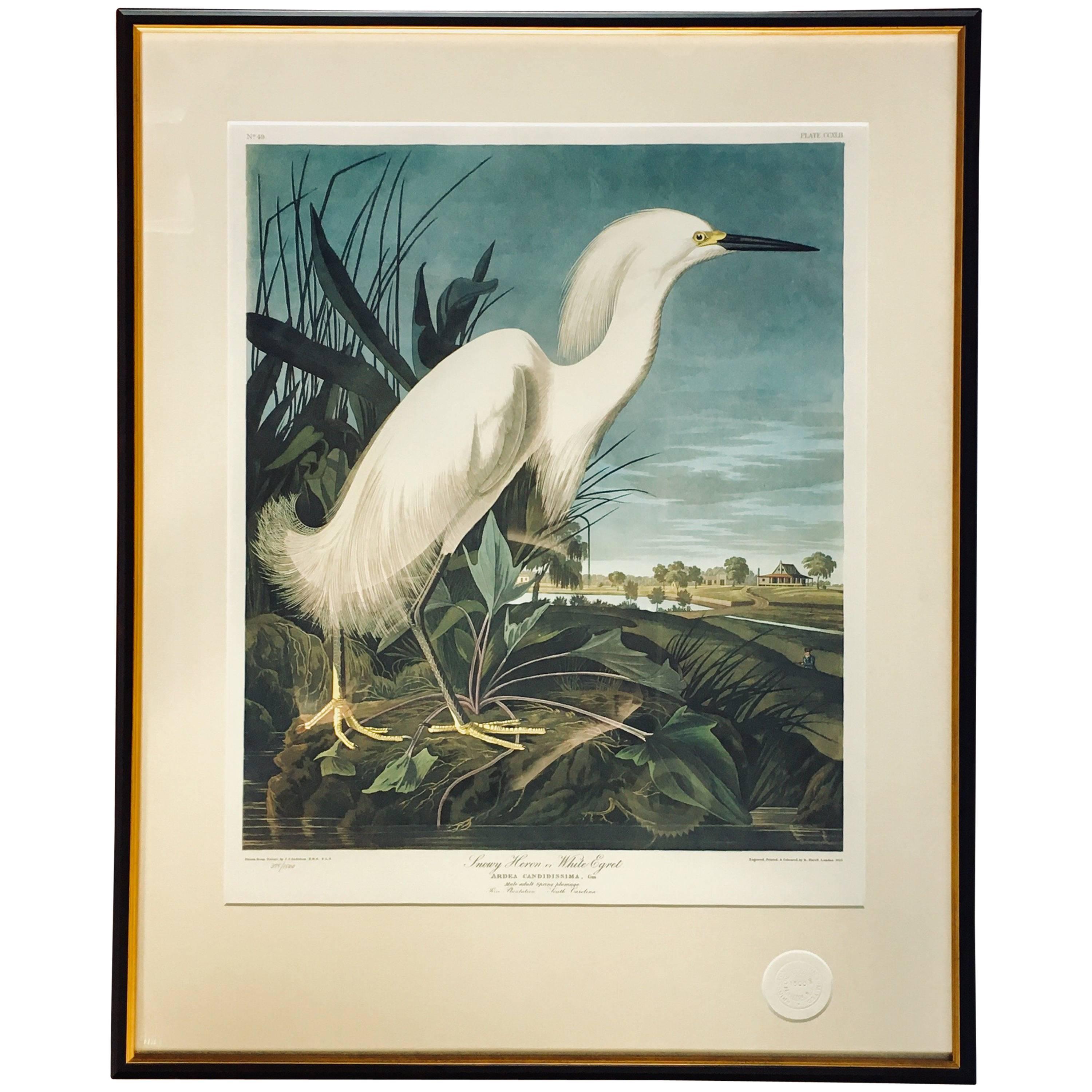 Lithographie en édition limitée de John James Audubon:: héron blanc ou aigrette:: Princeton
