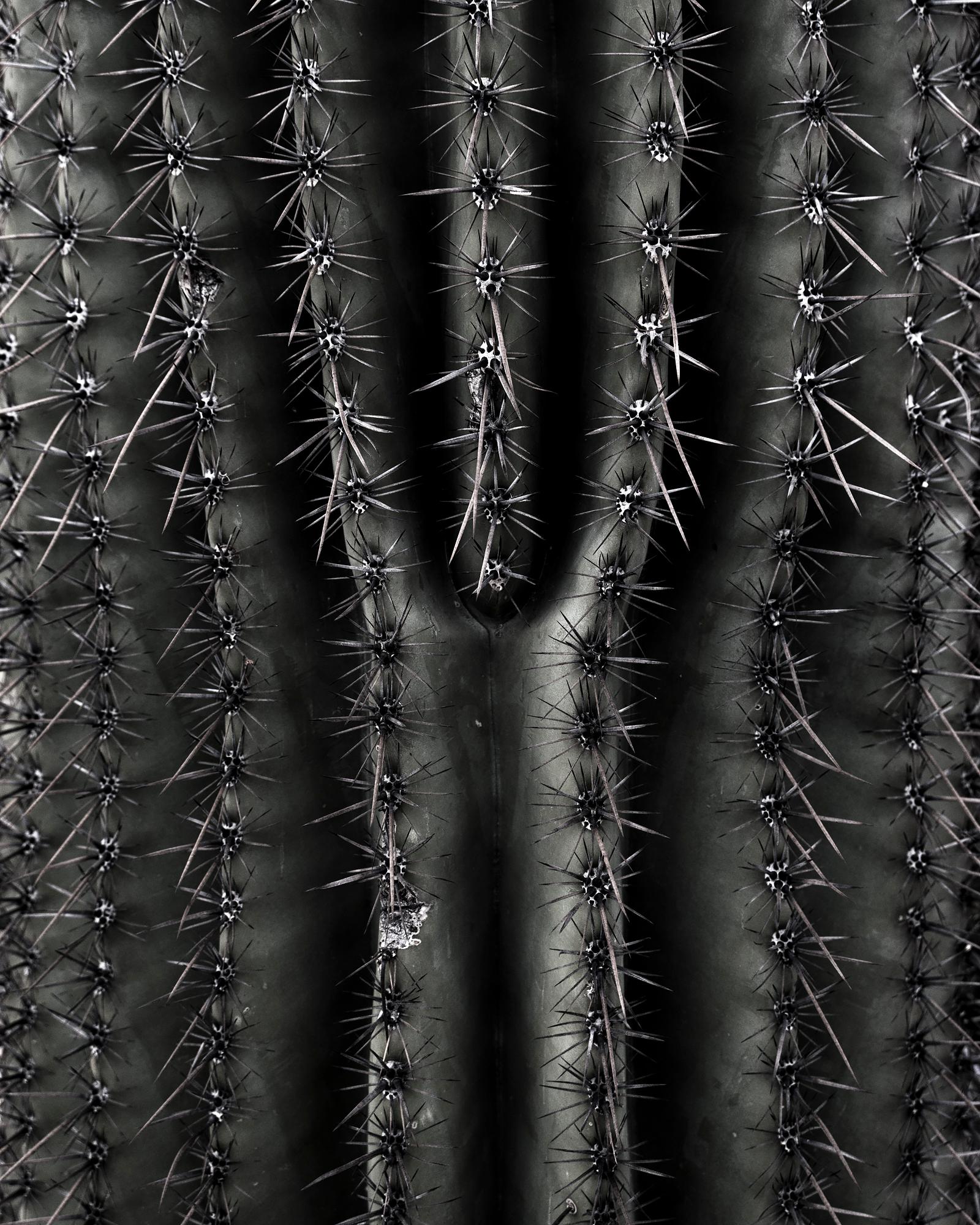Limited Edition Prints from Desert Bellows, A Saguaro Series by Andrew Johnson For Sale 3