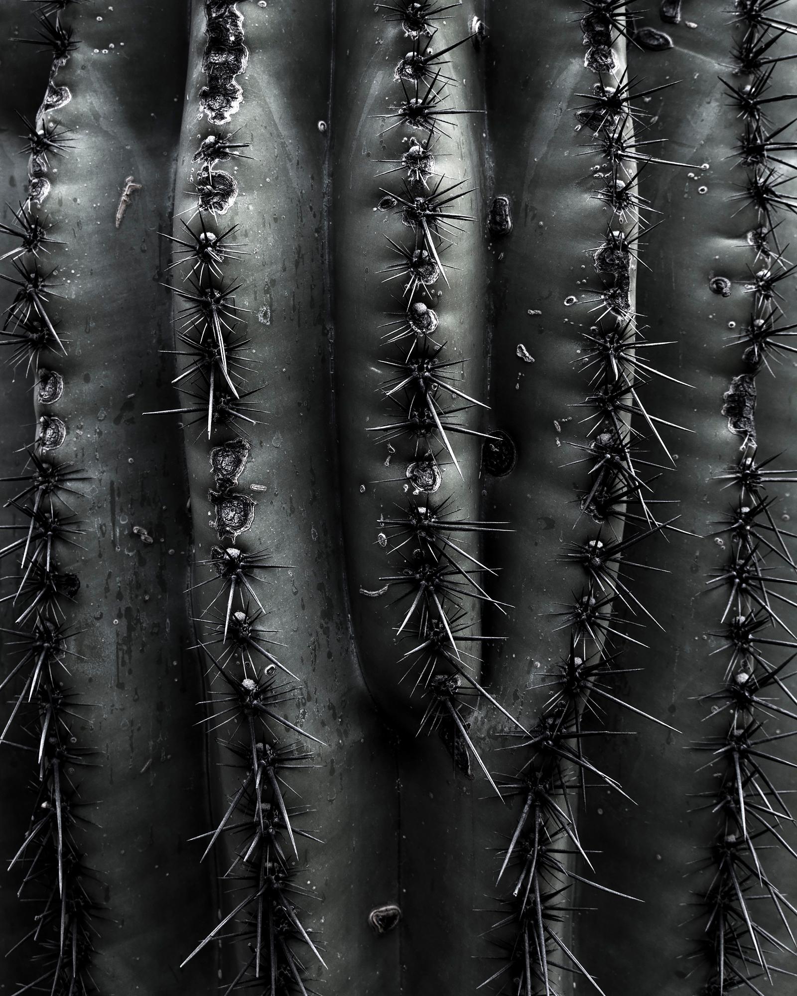 Limited Edition Prints from Desert Bellows, A Saguaro Series by Andrew Johnson For Sale 4