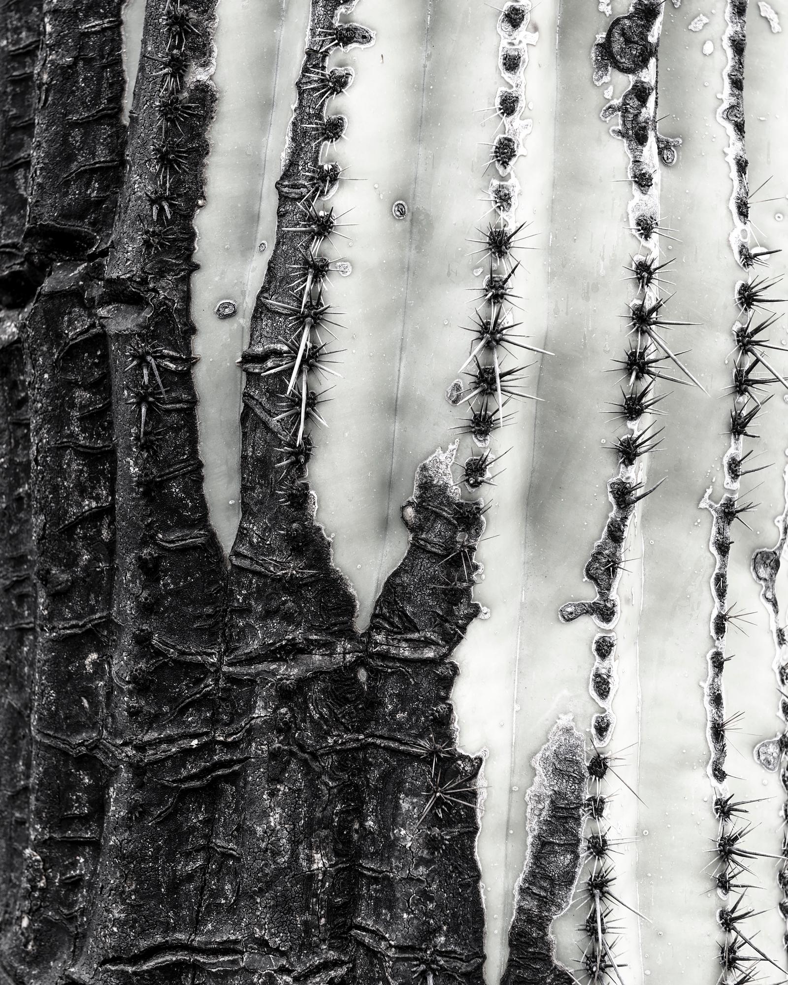 Limited Edition Prints from Desert Bellows, A Saguaro Series by Andrew Johnson For Sale 2