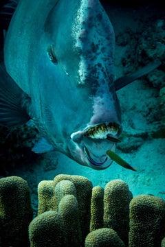 Limited Edition Underwater Photography Signed and Numbered by Michael Zaimov