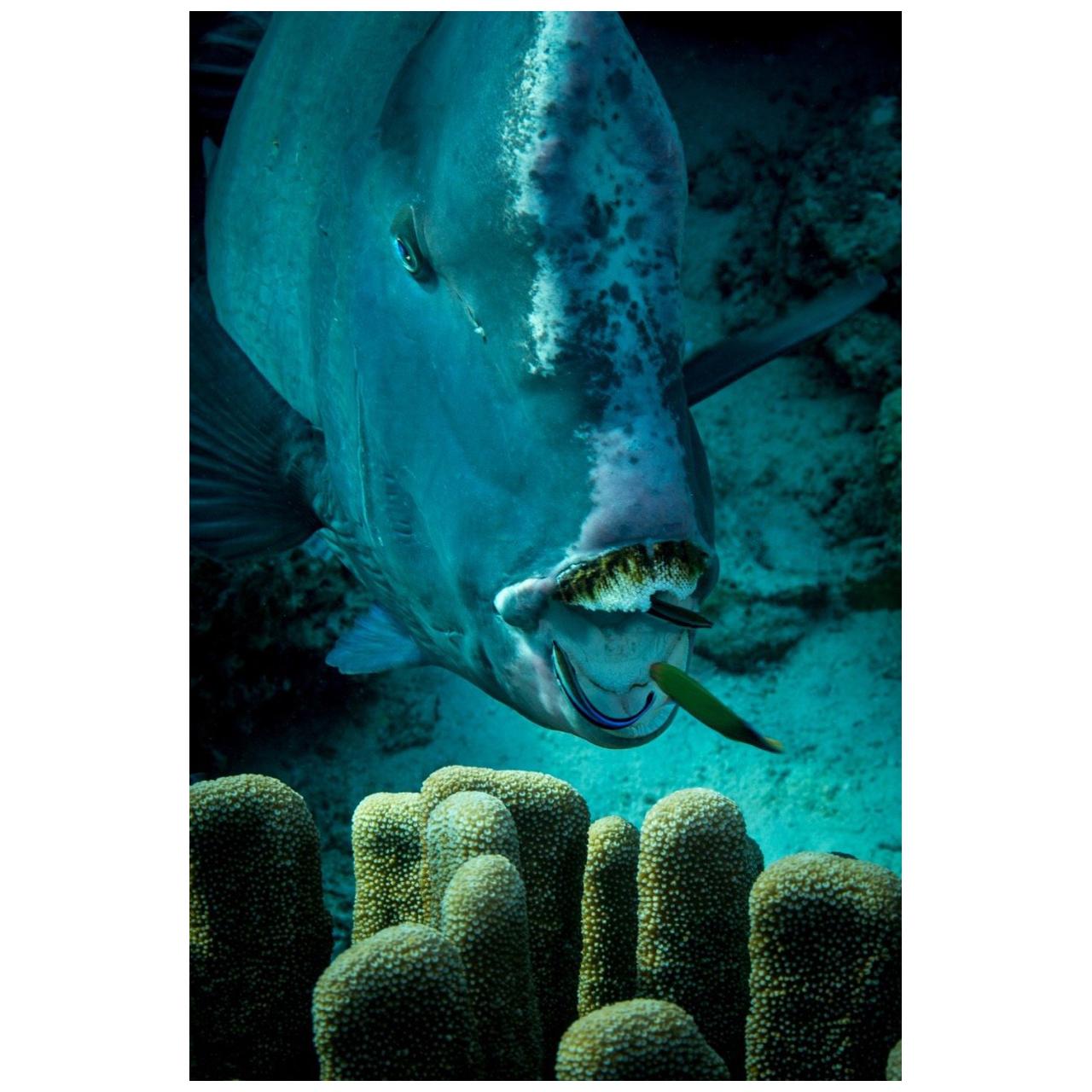 Photographie sous-marine en édition limitée signée et numérotée par Michael Zaimov
