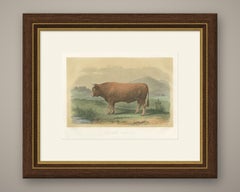 Limousin Bull, Antique French Cattle Print after Melin, 1873