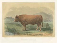 Limousin Bull, Antique French Cattle Print after Melin, 1873