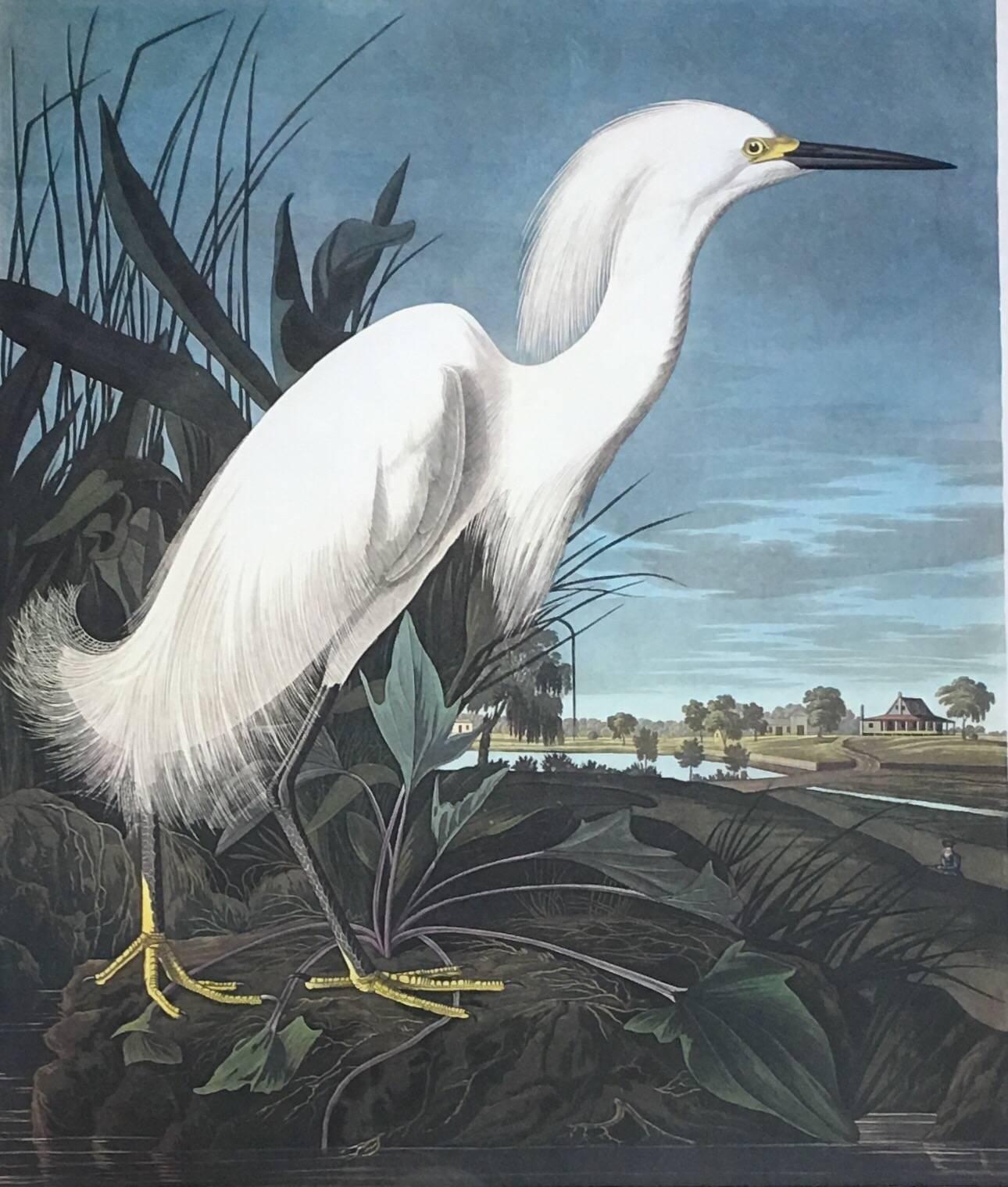 Large limited edition Heron or White Egret Bird Audubon fine art lithograph plate.  This Princeton Edition is printed on heavy acid-free museum quality paper.  It is hand numbered 375 out of 1500 prints and features an embossed seal in the lower