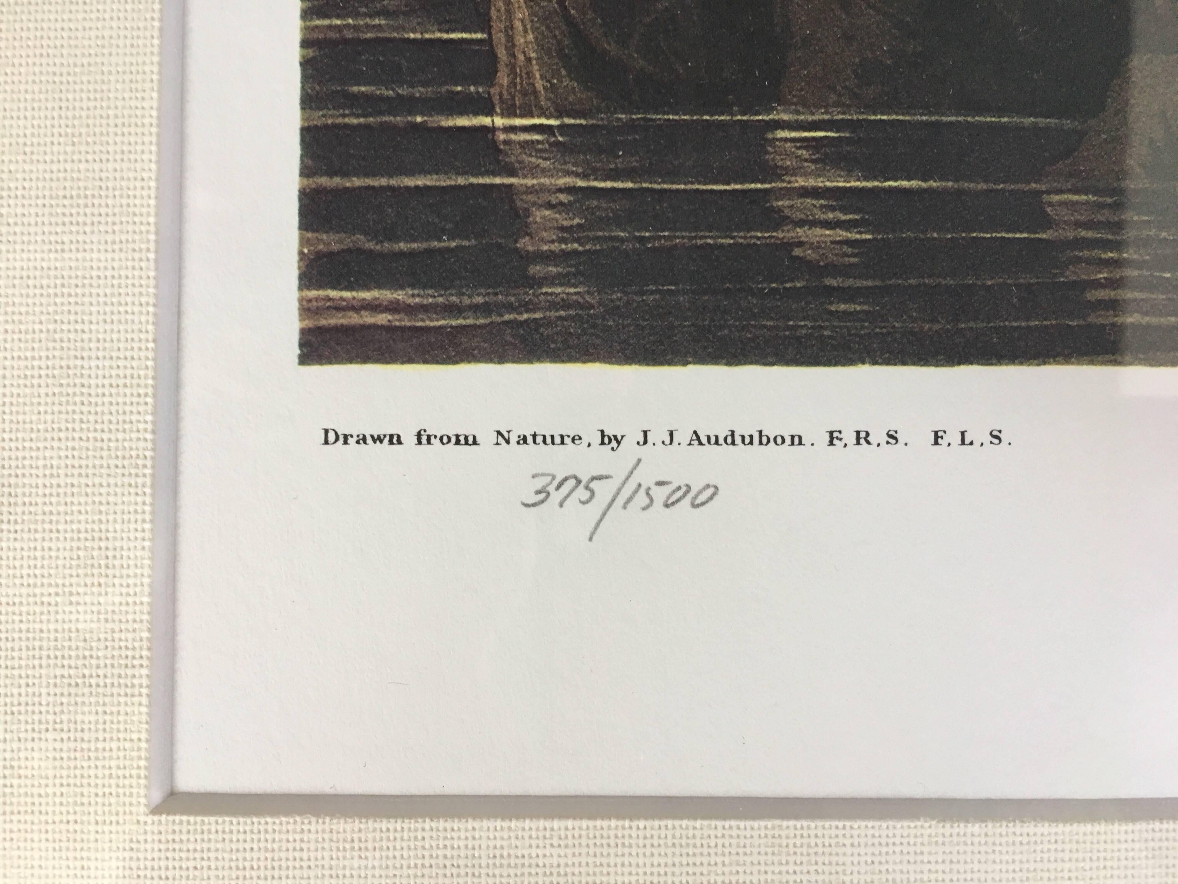 Fin du 20e siècle Lithographie en édition limitée de John James Audubon:: héron blanc ou aigrette:: Princeton